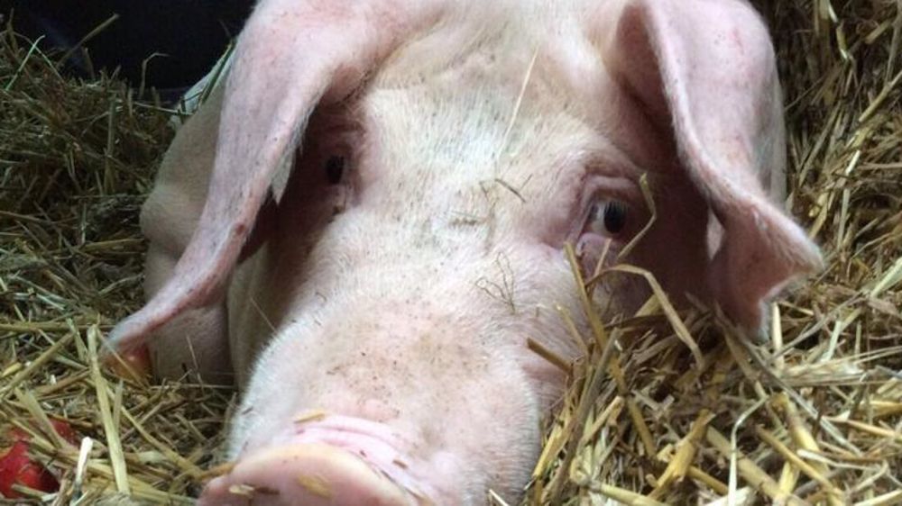 Life Libération animale a indiqué avoir symboliquement « exfiltré » ce porc qui devait être tué. L’animal ainsi « sauvé » a été emmené dans un « sanctuaire » que possède l’association. © Compte Twitter de 269Life LA