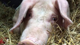 Life Libération animale a indiqué avoir symboliquement « exfiltré » ce porc qui devait être tué. L’animal ainsi « sauvé » a été emmené dans un « sanctuaire » que possède l’association. © Compte Twitter de 269Life LA Life Libération animale a indiqué avoir symboliquement « exfiltré » ce porc qui devait être tué. L’animal ainsi « sauvé » a été emmené dans un « sanctuaire » que possède l’association. © Compte Twitter de 269Life LA