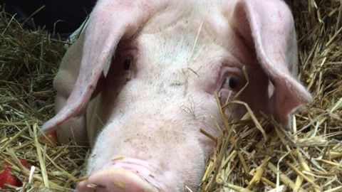 Life Libération animale a indiqué avoir symboliquement « exfiltré » ce porc qui devait être tué. L’animal ainsi « sauvé » a été emmené dans un « sanctuaire » que possède l’association. © Compte Twitter de 269Life LA Life Libération animale a indiqué avoir symboliquement « exfiltré » ce porc qui devait être tué. L’animal ainsi « sauvé » a été emmené dans un « sanctuaire » que possède l’association. © Compte Twitter de 269Life LA