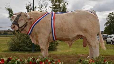Invictus : grand prix du championnat mâle. © Herd-book charolais