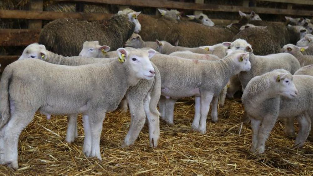 Les abattages d’agneaux ont reculé en octobre 2019 par rapport au même mois de 2018. © M.-F. Malterre/GFA