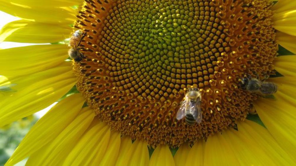 Photo d’illustration. © C. Fricotté/GFA