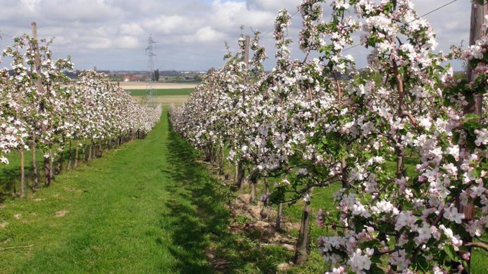Le gel en avril a impacté le rendement des vergers. © T. Dhelin/GFA