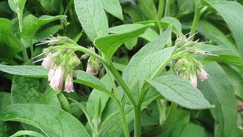 Plus de la moitié des utilisateurs utilisent de l’extrait fermenté ou du jus de consoude, mais cette plante pour la fabrication de PNPP n’est pas autorisée. © Wikipédia.