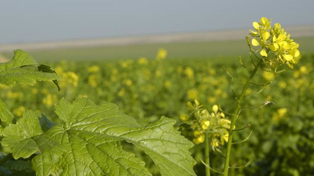 Moutarde blanche dans l’Aisne (photo d’illustration). © P. Crapon/GFA
