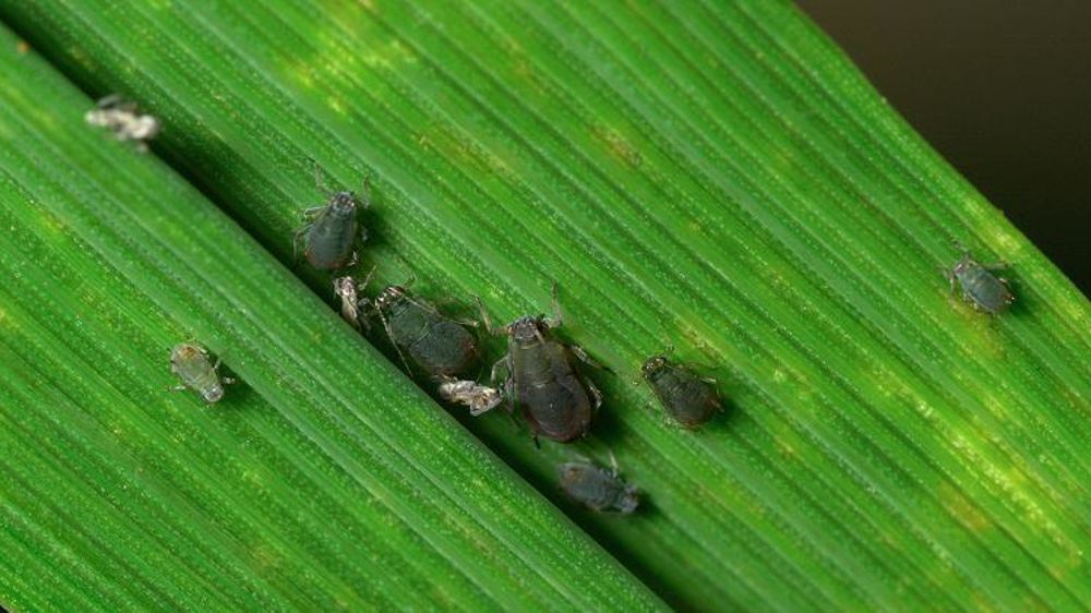 Puceron des céréales sur feuille d’orge (Rhopalosiphum padi). © Christian Watier
