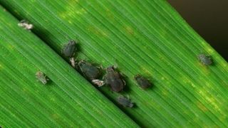 Puceron des céréales sur feuille d’orge (Rhopalosiphum padi). © Christian Watier Puceron des céréales sur feuille d’orge (Rhopalosiphum padi). © Christian Watier
