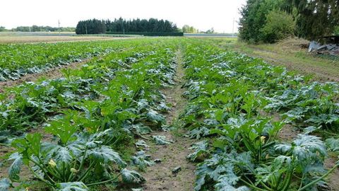 Le mauvais temps du printemps devrait altérer les rendements dans les champs de courgettes. © Wikipédia
