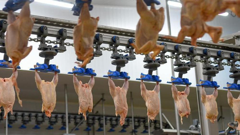 Selon Agreste, « la filière des poulets est dynamique, de manière constante en 2019 ». @Patrick Gardin/Reportage