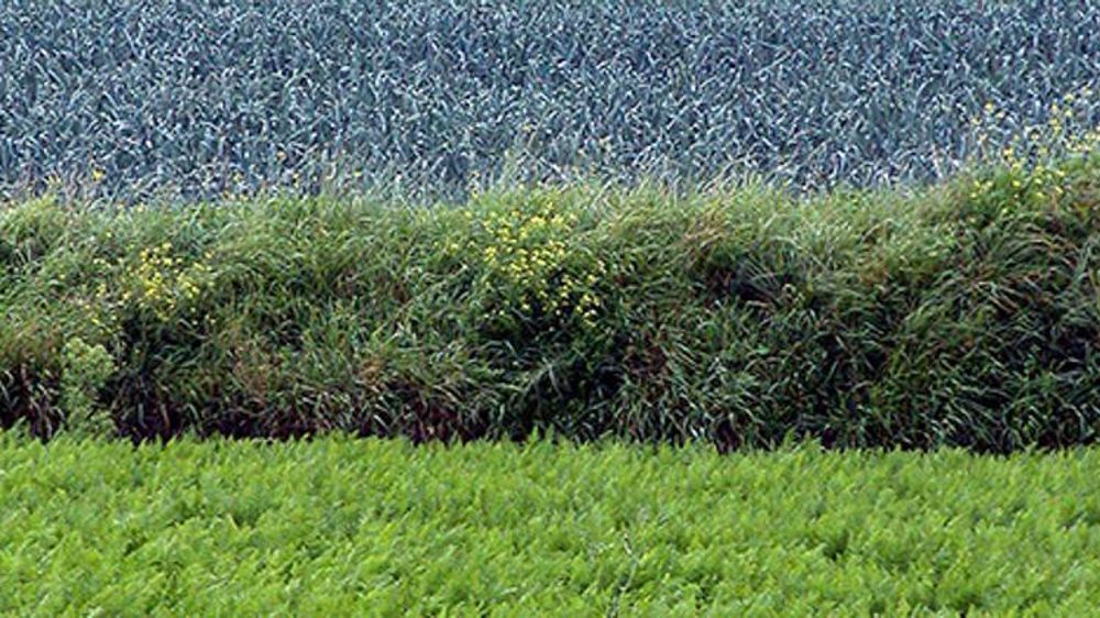 © L. Le Guyader/Interfel