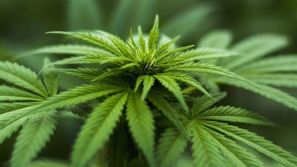 Les terres cultivées avec du cannabis en Italie étaient passées de 400 hectares en 2013 à 4 000 hectares en 2018. © Pixabay