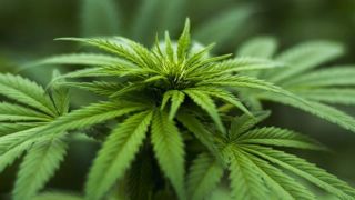 Les terres cultivées avec du cannabis en Italie étaient passées de 400 hectares en 2013 à 4 000 hectares en 2018. © Pixabay Les terres cultivées avec du cannabis en Italie étaient passées de 400 hectares en 2013 à 4 000 hectares en 2018. © Pixabay