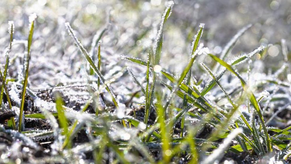 Dans sa dernière note, la Commission européenne constate que la vernalisation des céréales d’hiver prend du retard en Europe de l’Est, et que dans certaines zones de la Russie et de l’Ukraine, le gel a pu faire des dégâts. © C. Thiriet