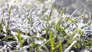 Dans sa dernière note, la Commission européenne constate que la vernalisation des céréales d’hiver prend du retard en Europe de l’Est, et que dans certaines zones de la Russie et de l’Ukraine, le gel a pu faire des dégâts. © C. Thiriet Dans sa dernière note, la Commission européenne constate que la vernalisation des céréales d’hiver prend du retard en Europe de l’Est, et que dans certaines zones de la Russie et de l’Ukraine, le gel a pu faire des dégâts. © C. Thiriet