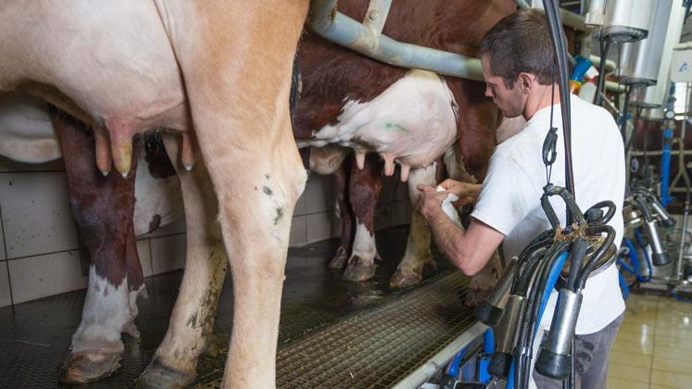 France OP lait, qui représente les organisations d’éleveurs laitiers, reproche aux industriels de la filière laitière de traîner des pieds pour intégrer les prix de revient des producteurs à leurs contrats-cadres. © L. Fabry Arly/Reportage