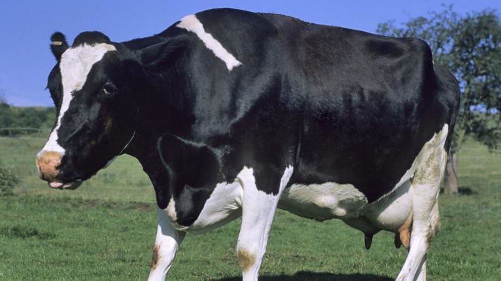 Suspicion de vache folle sur une vache holstein (trouble de l’équilibre, titubation, tête basse). © Claudius Thiriet