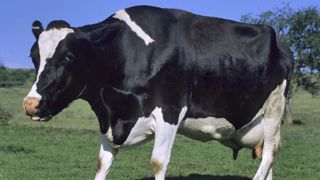 Suspicion de vache folle sur une vache holstein (trouble de l’équilibre, titubation, tête basse). © Claudius Thiriet Suspicion de vache folle sur une vache holstein (trouble de l’équilibre, titubation, tête basse). © Claudius Thiriet