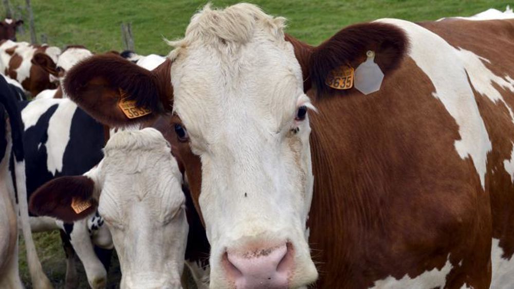 © Cédric Faimali/GFA