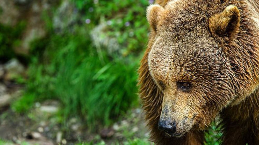 Avec 1 155 ovins morts ou blessés, les dégâts de l’ours ont fortement progressé en 2019.© Pixabay