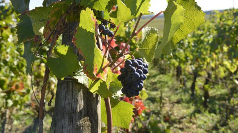 © Cédric Faimali/GFA