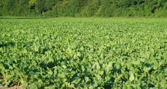 Des symptômes de ramulariose et de cercosporiose ont été observés dans les betteraves.