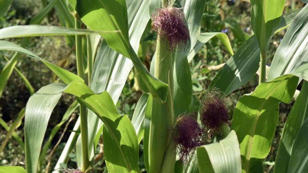 Photo d’illustration. © C. Faimali/GFA