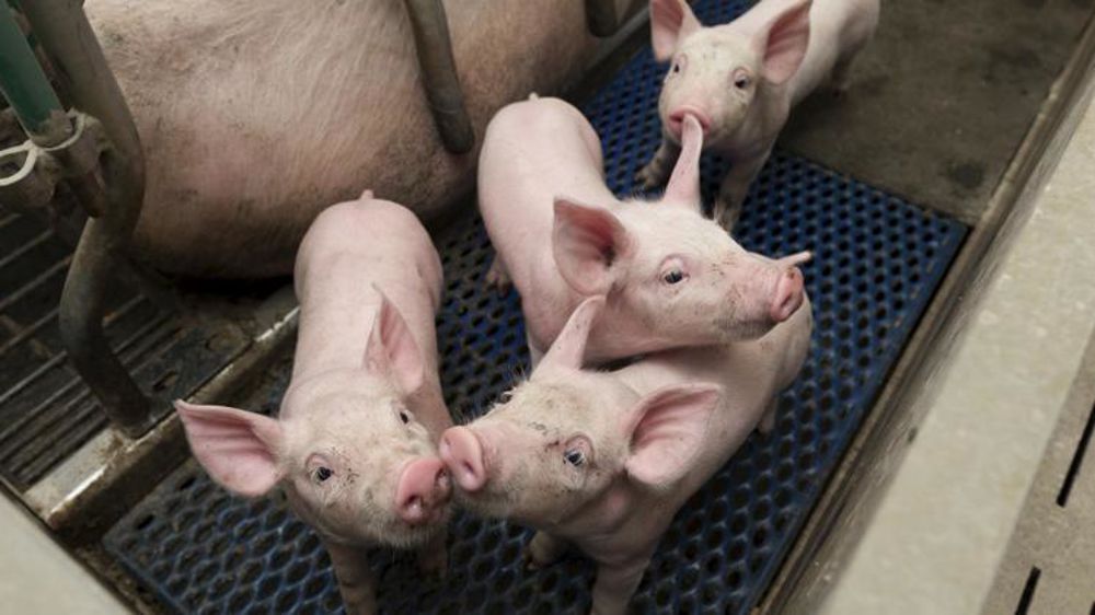 Les prix du porc progressent de 40 % en glissement annuel. © Yann Cainjo/GFA