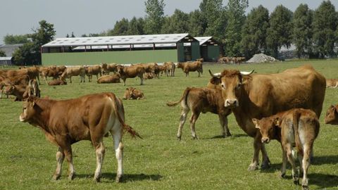 Les abattages de vaches allaitantes sont pour ainsi dire stables (–0,5 %) en novembre 2019 par rapport à 2018, tandis que ceux de vaches laitières se replient de 3,4 %. © P. Crapon/GFA Les abattages de vaches allaitantes sont pour ainsi dire stables (–0,5 %) en novembre 2019 par rapport à 2018, tandis que ceux de vaches laitières se replient de 3,4 %. © P. Crapon/GFA