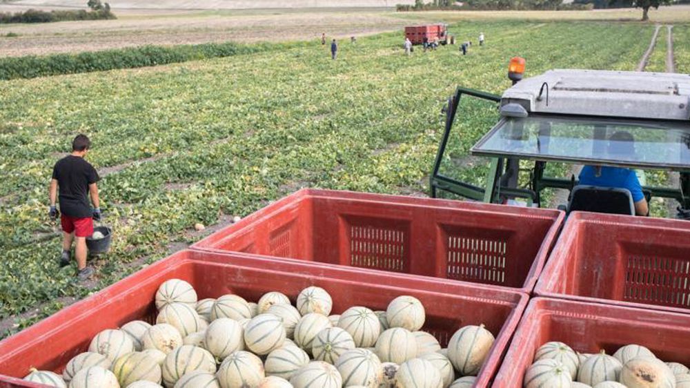 La fin du CICE ne sera pas compensée pour les employeurs de saisonniers qui subiront une hausse de leurs charges. © Claudius Thiriet