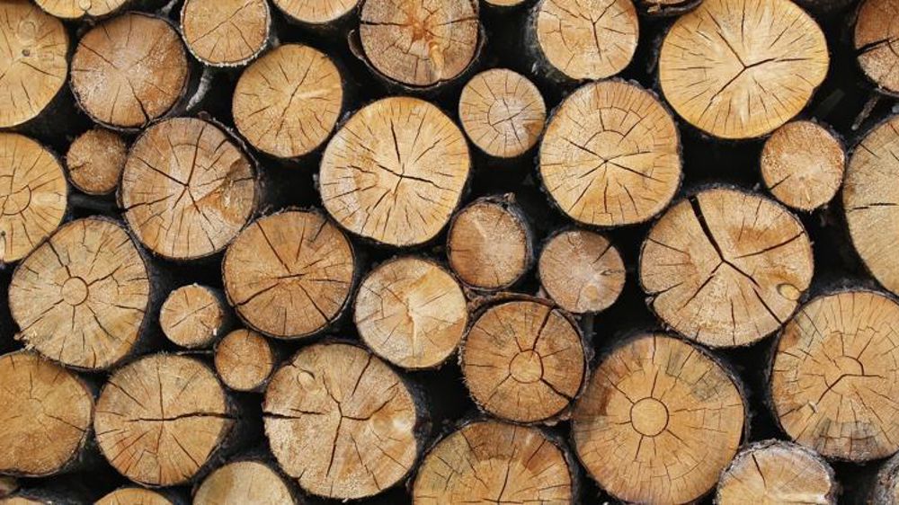 En 2018, les problèmes sanitaires, notamment les scolytes, et le réchauffement climatique ont fait augmenter les coupes de bois dans les forêts françaises. @ Pixabay