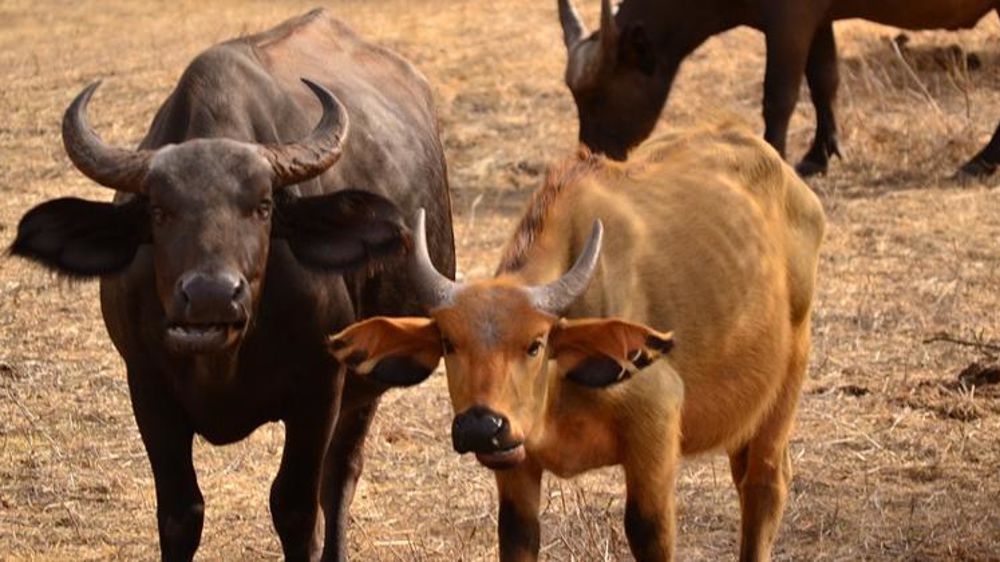 Bovins au Sénégal. © mikepinkerton4x4/Pixabay