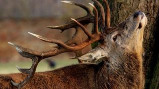 Le tribunal d’instance d’Argentan a donné raison à Luc Besson qui était opposé à la fédération départementale des chasseurs de l’Orne. © Pixabay Le tribunal d’instance d’Argentan a donné raison à Luc Besson qui était opposé à la fédération départementale des chasseurs de l’Orne. © Pixabay