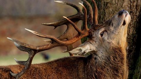 Le tribunal d’instance d’Argentan a donné raison à Luc Besson qui était opposé à la fédération départementale des chasseurs de l’Orne. © Pixabay Le tribunal d’instance d’Argentan a donné raison à Luc Besson qui était opposé à la fédération départementale des chasseurs de l’Orne. © Pixabay