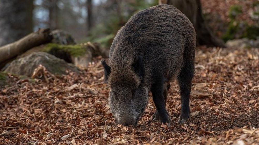 Sont éligibles à l’aide exceptionnelle, les propriétaires de parcelles de forêts publiques ou privées situées dans une zone blanche. Elle avait été mise en place par le gouvernement pour limiter les mouvements de sangliers. © Pixabay
