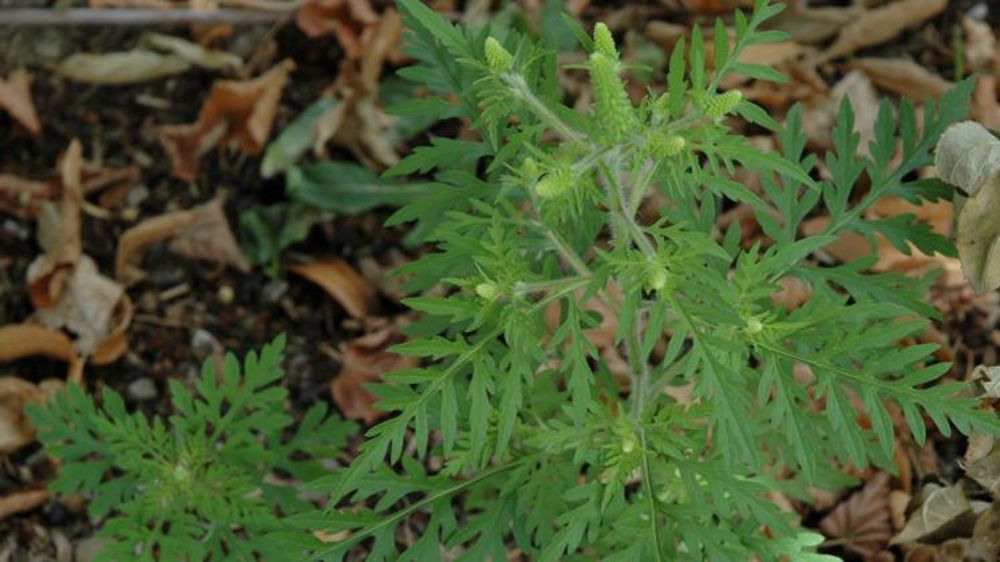 L’Ambroisie trifide est une espèce exotique envahissante représentant une menace pour la santé et l’agriculture. En effet, elle émet un pollen très allergisant pour l’homme et colonise les cultures entraînant des pertes de rendement. © P. Crapon/GFA
