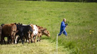 La moitié des victimes sont des éleveurs de bovins lait, soit 1,5 sur 10 000 éleveurs laitiers. © Franck Betermin La moitié des victimes sont des éleveurs de bovins lait, soit 1,5 sur 10 000 éleveurs laitiers. © Franck Betermin