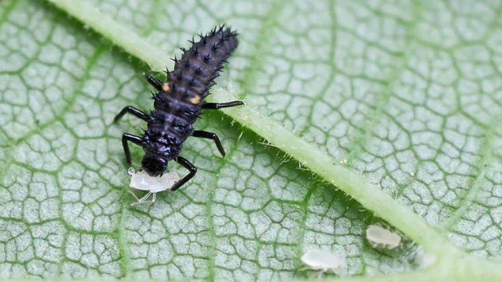 Larve de coccinelle dévorant un puceron. © Wikipédia