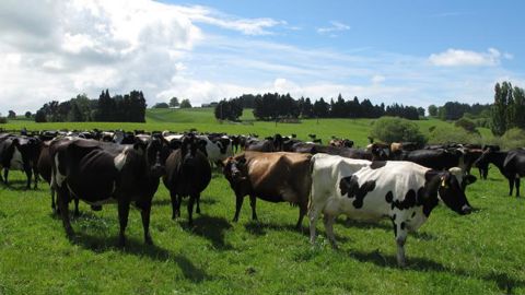 Troupeau de vaches en Nouvelle-Zélande. © Carole Hiet/GFA Troupeau de vaches en Nouvelle-Zélande. © Carole Hiet/GFA