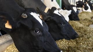 La production d’aliments composés pour bovins a baissé de 7,8 % sur un an en novembre 2019. © C. Faimali/GFA La production d’aliments composés pour bovins a baissé de 7,8 % sur un an en novembre 2019. © C. Faimali/GFA