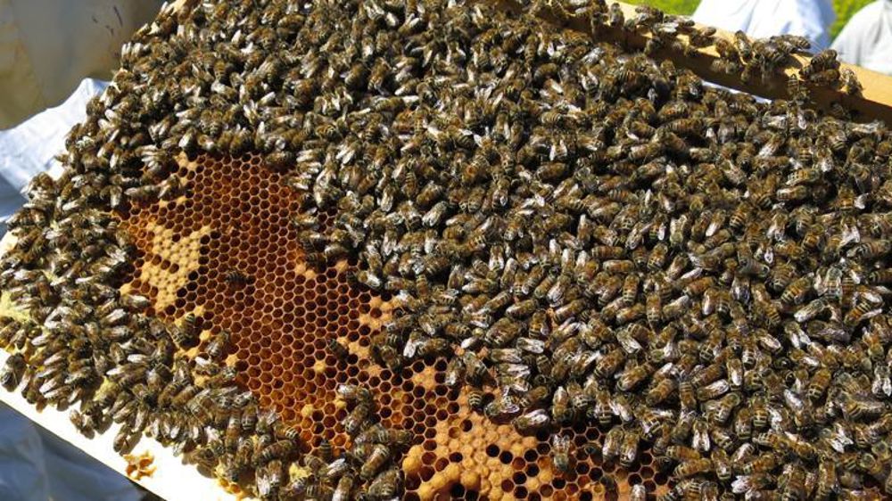 © C. Fricotté/GFA