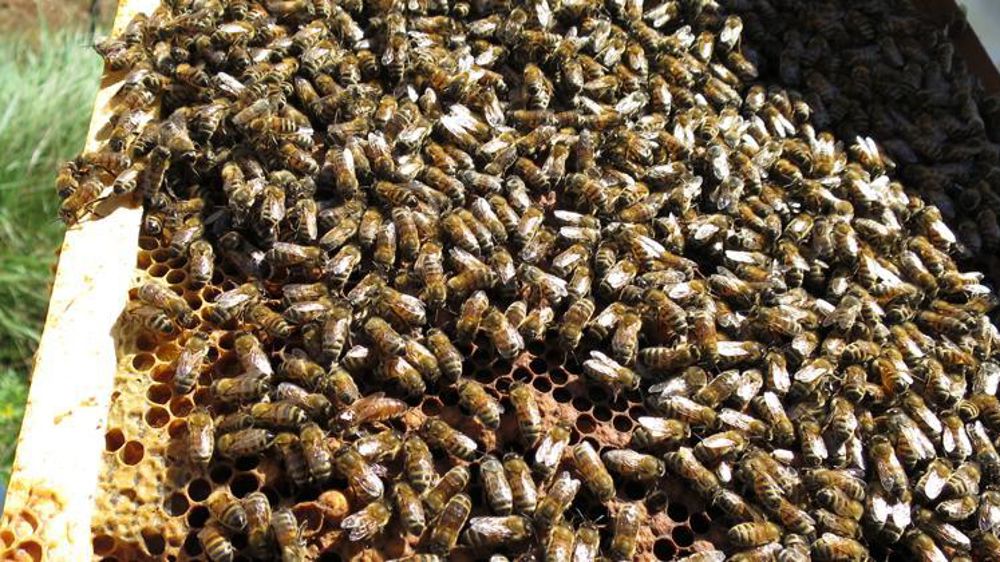 © C. Fricotté/GFA