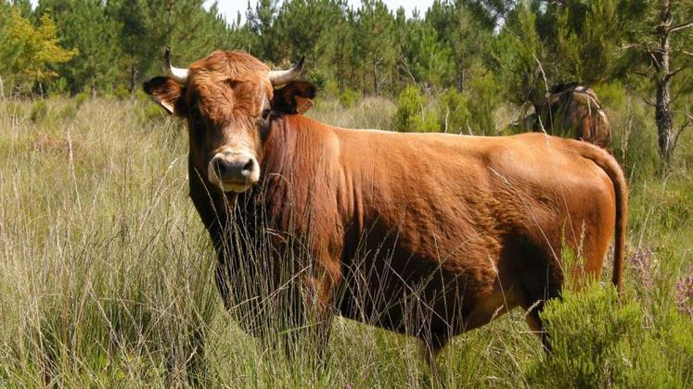 Marine landaise. © Conservatoire des races d’Aquitaine