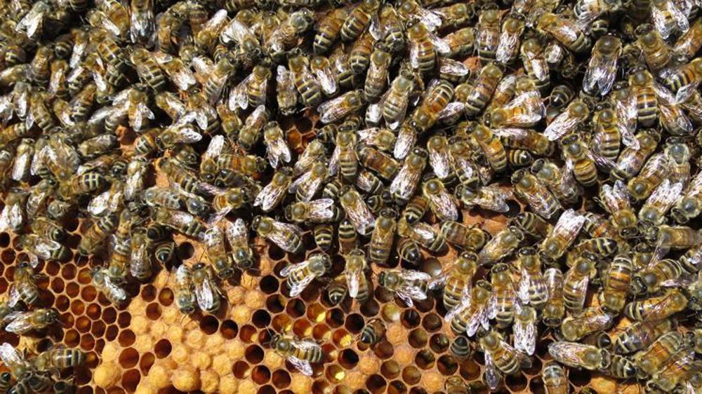 © C. Fricotté/GFA