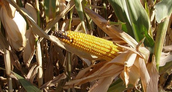 Moins de 300 millions de tonnes de maïs attendues.