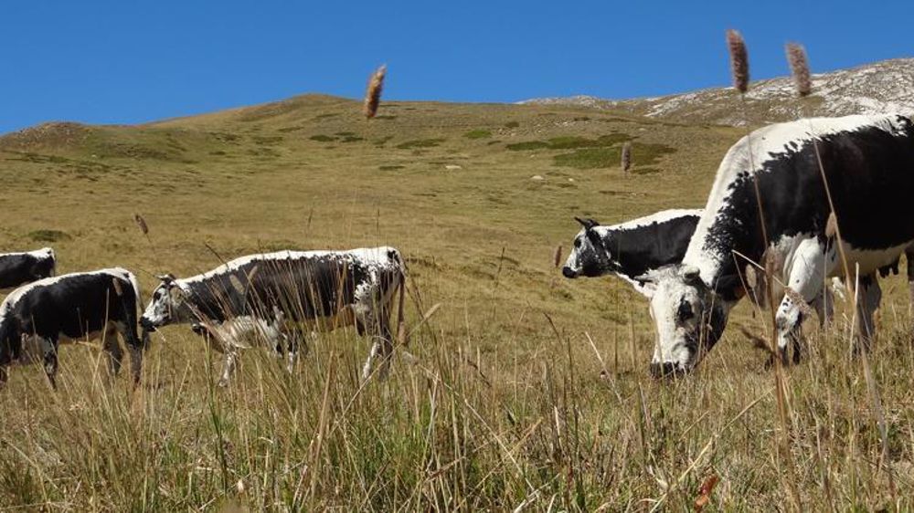 Une instruction technique du ministère de l’Agriculture expose les modalités d’attribution de l’ICHN pour 2020.  © B. Lafeuille