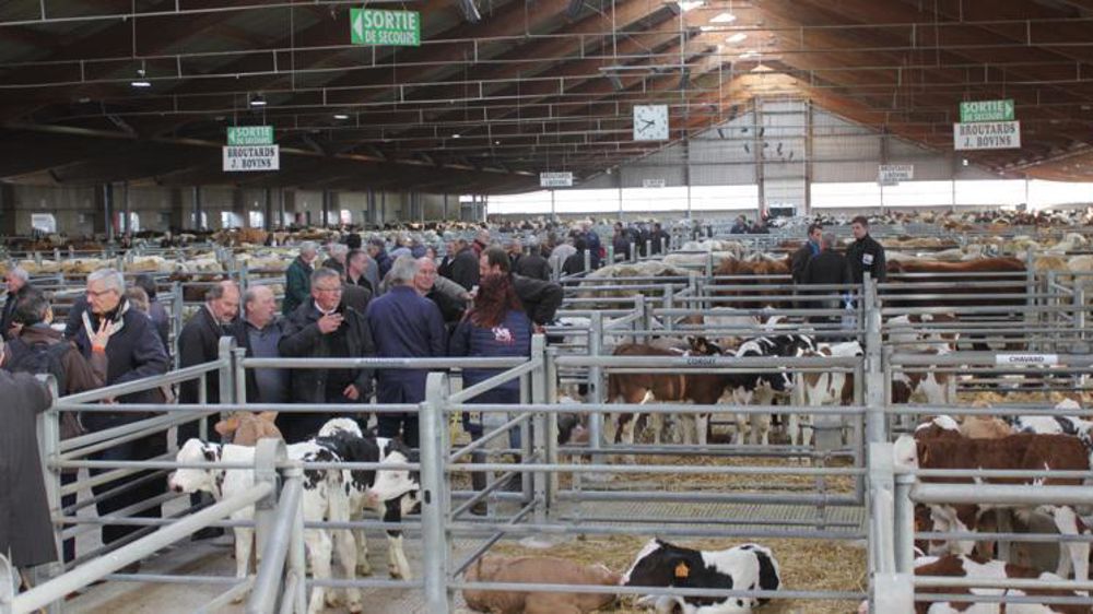 Mutiraces et drainant des animaux (maigres essentiellement) de 49 départements (Rhône-Alpes-Auvergne et Franche-Comté), le foirail de la Chambière est la propriété de l’agglomération de Bourg-en-Bresse qui le loue à une SAEM. 400 entreprises le fréquentent. © Anne Bréhier