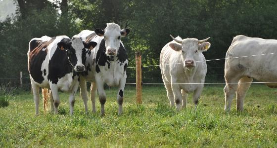 Virus de Schmallenberg