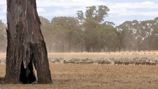 La sécheresse actuelle a la particularité d’être « plus longue et plus étendue que tout ce que nous avons pu voir depuis plus de 50 ans », estime le Premier ministre australien Malcolm Turnbull © Pascal PARROT. La sécheresse actuelle a la particularité d’être « plus longue et plus étendue que tout ce que nous avons pu voir depuis plus de 50 ans », estime le Premier ministre australien Malcolm Turnbull © Pascal PARROT.