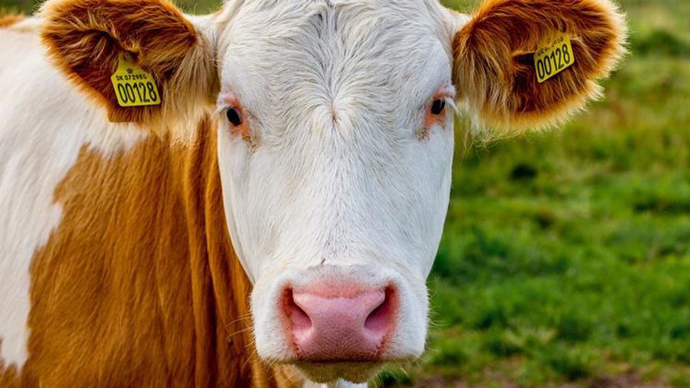 574 423 vaches laitières actuellement au Danemark ©Pixabay