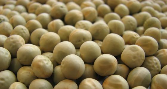 La météo ralentit la récolte des pois dans le Nord de la France mais la culture maintient un bon potentiel.